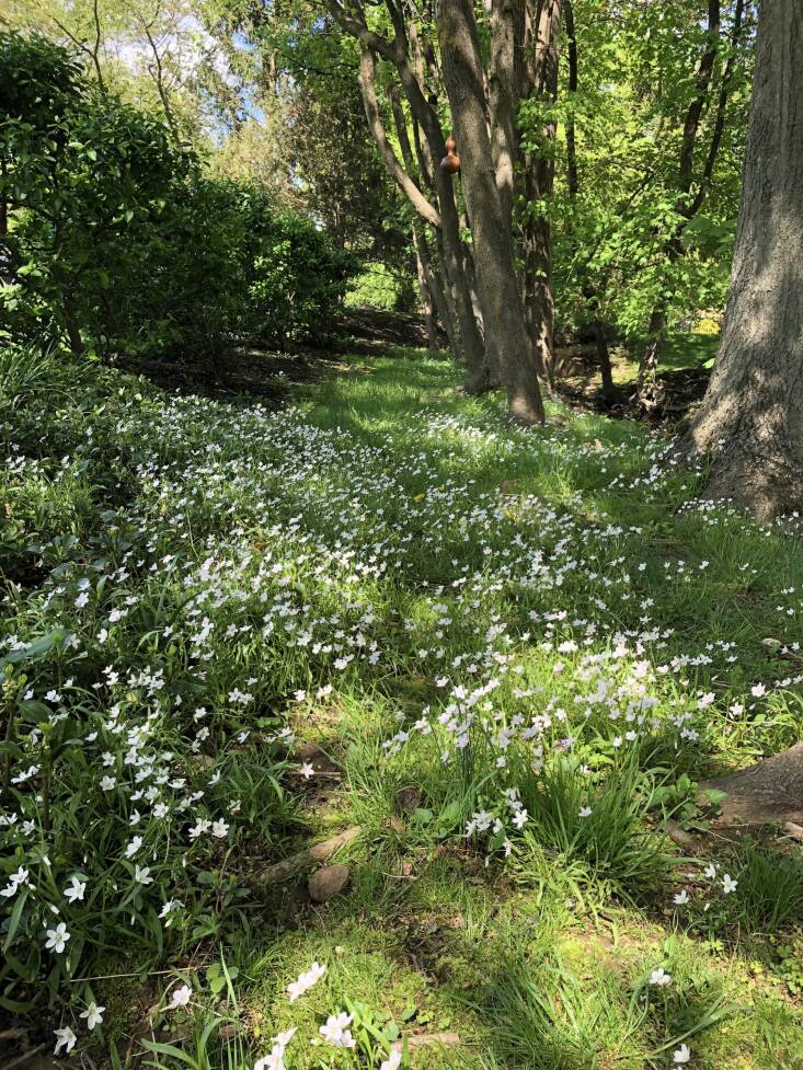 Above: Spring beauties (Claytonia virginica) is just one kind of Northeastern wildflower that will pop up in the lawn in the spring if you don’t treat it with herbicides. Not only do they make the grass more beautiful, but they also add to its diversity, which benefits birds. Photograph courtesy of Perfect Earth Project.