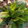 Gardening on a Budget: 9 Perennials for the Edible Garden