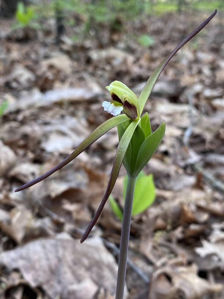 West has identified five native orchids, like this Isotria verticillata, that have appeared on her farm after implementing sustainable land care practices. Photograph by Claudia West.