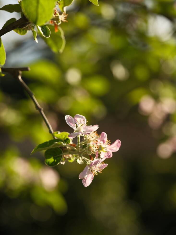 Pink Pearl apple blossom, a gift from Don and Sally Schmitt, founders of The French Laundry.