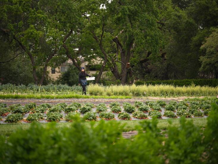 Among the season\2\17;s first strawberries, Kao surveys the day\2\17;s harvest.
