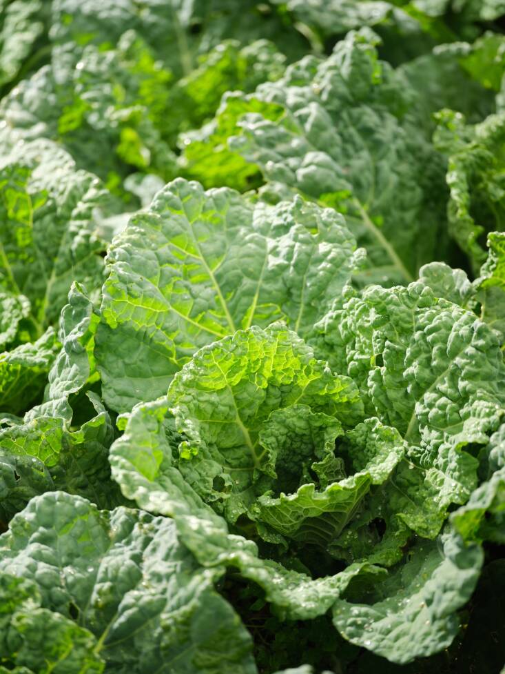 Spring harvest of Savoy cabbage, variety \2\16;Al Cosa\2\17;.