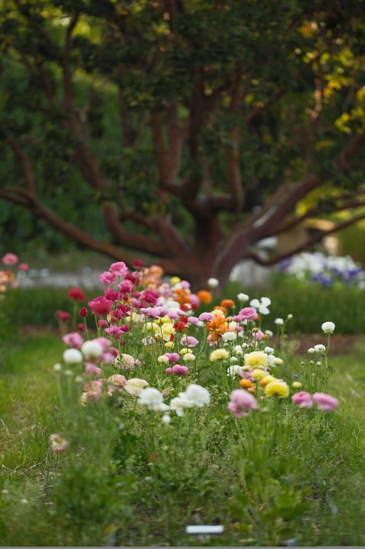 Ranunculus bed singing its spring color. Planted each November, these are the earliest blooms of the season, arriving late March through May. These lovelies are used to create the in-house flower arrangements.
