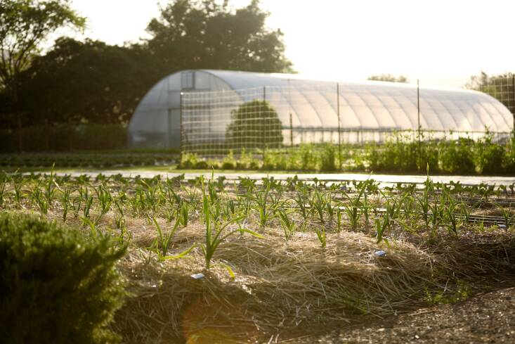The late spring garden with hardneck garlic pushing up from the straw while snap peas fill the background. The large hoop house grows a multitude of microgreens.