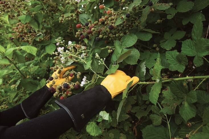 \2\20;For a committed gardener who thinks nothing of keeping different gloves for varied uses, one pair for propagation, another for \2\16;yard work\2\17; and so on, can I suggest the luxury of gauntlet gloves for handling prickles?\2\2\1; writes Kendra, who owns a pair. \2\20;Made from deerskin, Gold Leaf Tough Touch Gloves allow you to prune the thorniest roses, grasp brambles, and pull nettles by their roots. The gauntlet part adds protection to the arm and prevents bits from falling back in. They are miraculous!\2\2\1; They\2\17;re £\29.99 from the Royal Horticultural Society. Photograph by Jim Powell.