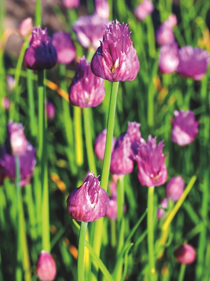 Chives are among Holding\2\17;s go-to edimentals. Photograph by Agnieszka Kwiecien, Nova, via Wikimedia Commons.