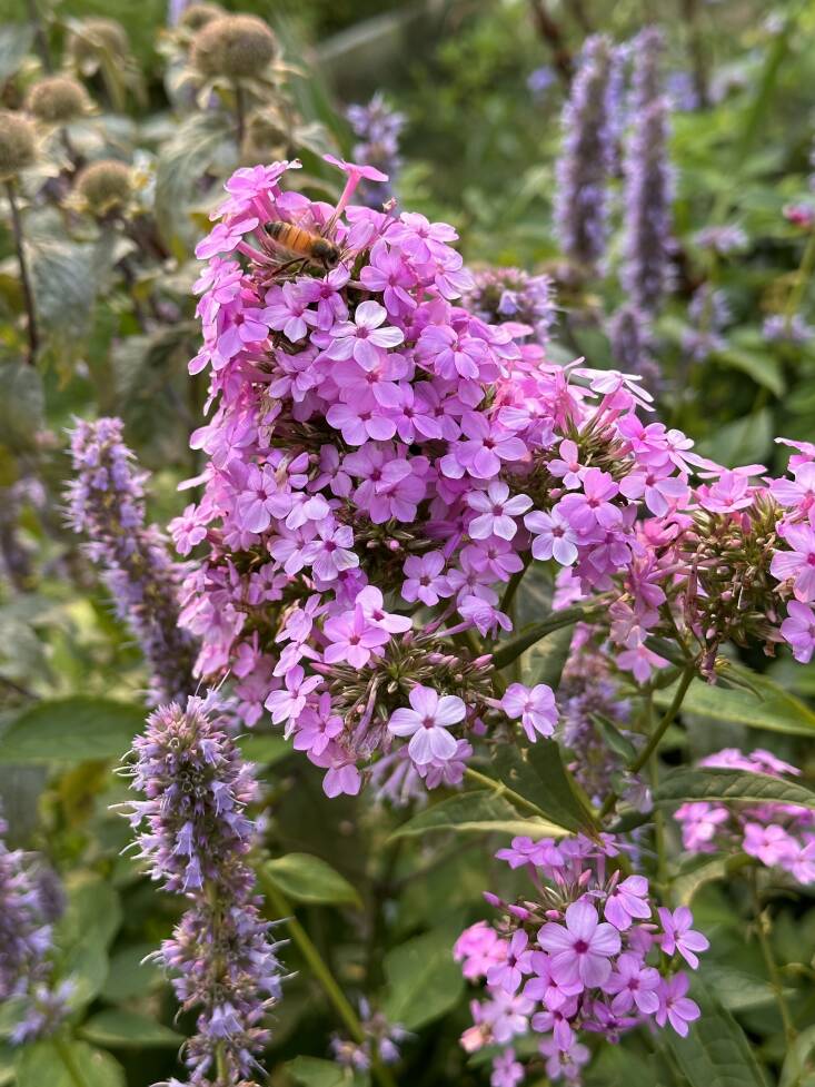 Phlox paniculata \2\16;Jeana\2\17;