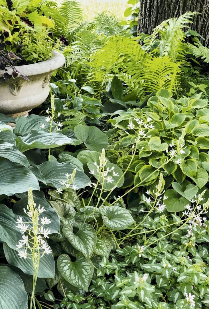 Hostas and ferns mingle with Star of Bethlehem, Siberian bugloss, and spotted dead nettle in Orr’s previous garden in Des Moines.