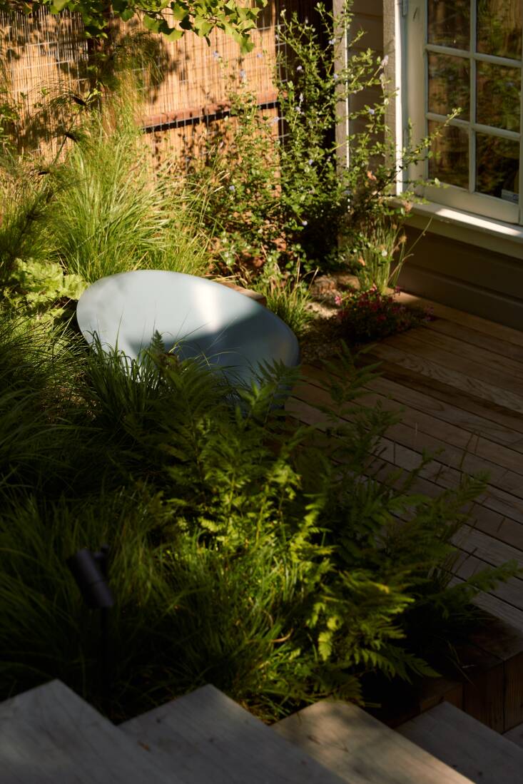 The Helios Chair beneath a gingko that was buried in the dirt of the old garden—it lasted through all construction. Akebia quinata grows on a bamboo and metal mesh screen.