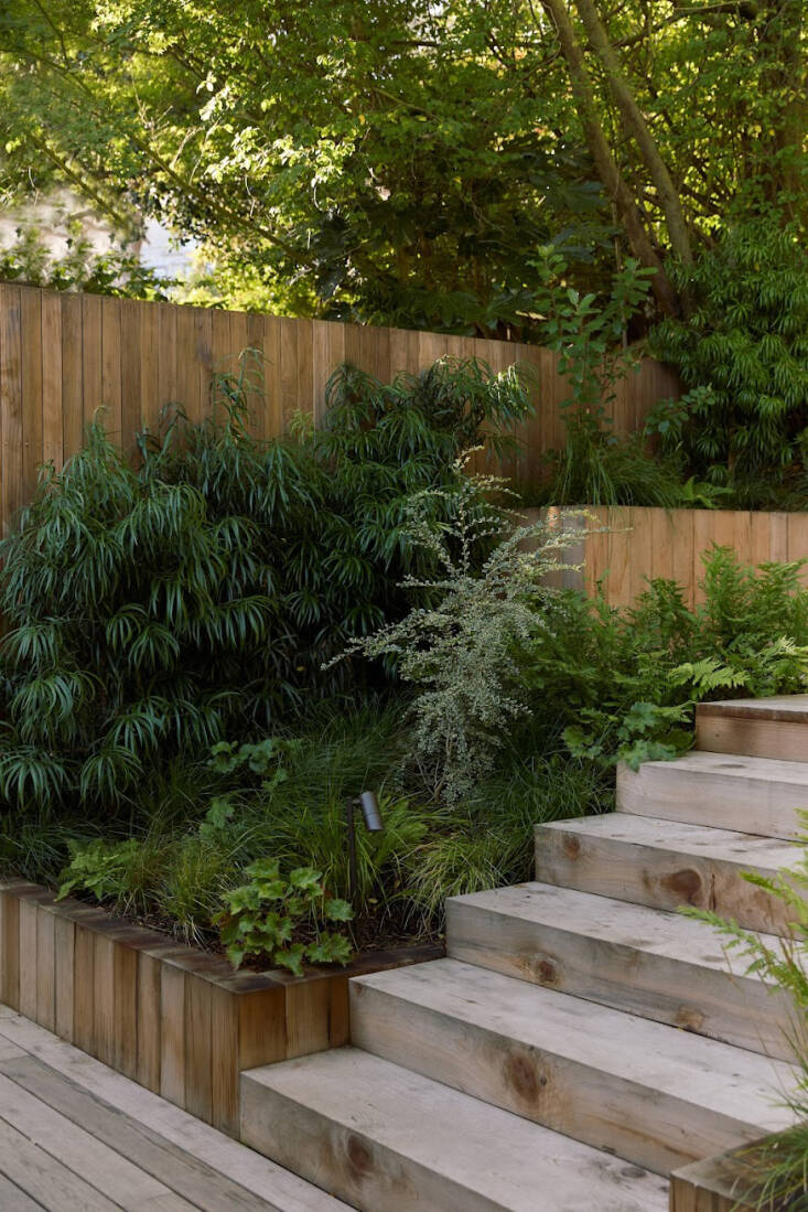 Podocarpus henkelii, Azara microphylla \2\16;Variegata\2\17;, and Heuchera maxima grow in a corner here. The pathway lights are from Lightcraft.