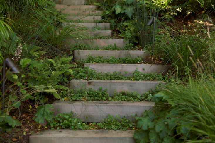 Perennial herb Dichondra repens between each step softens the look of the stairs.