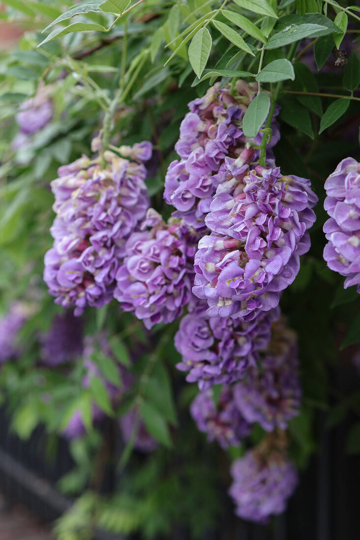 How to Grow Native Wisteria (Wisteria Frutescens)