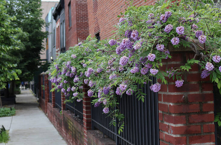 How to Grow Native Wisteria (Wisteria Frutescens)