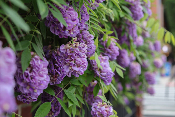 How to Grow Native Wisteria (Wisteria Frutescens)