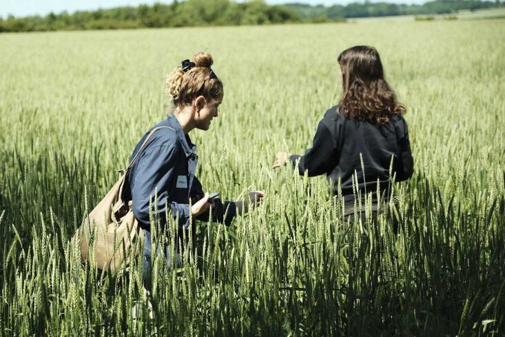 Happening now and noted by both Julie and Alexa: The European Grain Festival in Mols, Denmark, \2\20;a gathering of bakers, breeders, millers, farmers, chefs and grain enthusiasts exploring the future of cereals through practice, research and shared knowledge.\2\2\1;