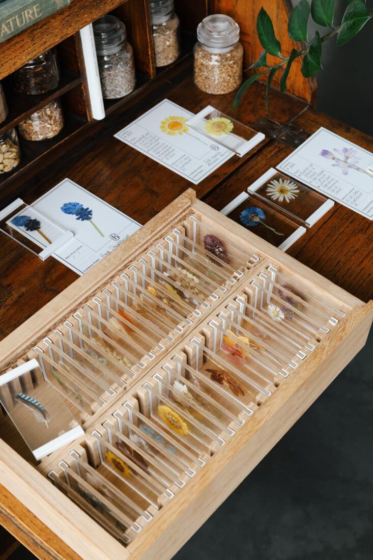 \2\20;I love this flower collection box—the little glass slides are so sweet. My mom used to save flowers between parchment paper but it all became messy and they slid around. This seems like a better solution for saving a collection.\2\2\1; \2\1\1; Kier Holmes; photograph from Bolster Benefield