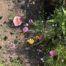 Trend Alert: Chaos Gardening (And Why Some Experts Hate It)
