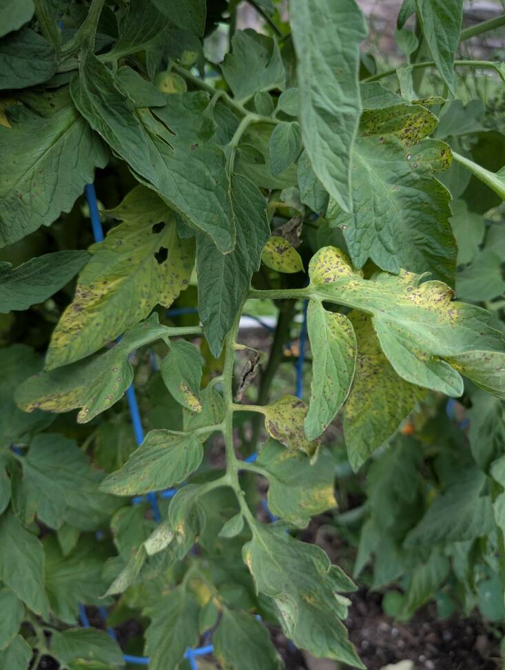 The yellowing of the lower leaves is a sign that the plant has blight.