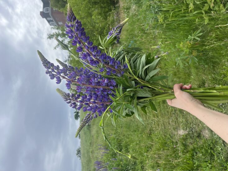 \2\20;File under Free Joy: There\2\17;s a community orchard here in Portland, Maine with a hillside full of lupines, free for the cutting. It was a highlight of the month to walk through the field of flowers with my clippers during their brief but glorious season and cut some to bring home.\2\2\1; \2\1\1; Annie Quigley