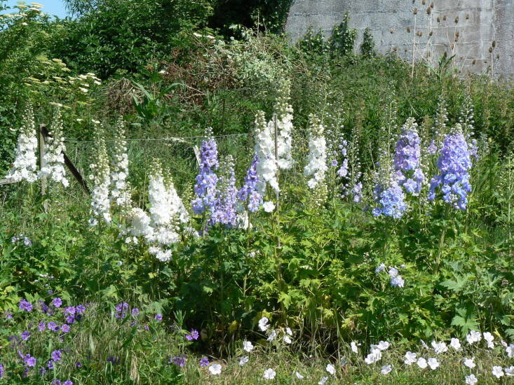 Delphiniums are valued for their height and heavy blooms. Photograph by Paul Gulliver via Flickr.