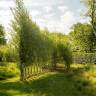 The Garden Decoder: What Is 'Live Willow Weaving'?