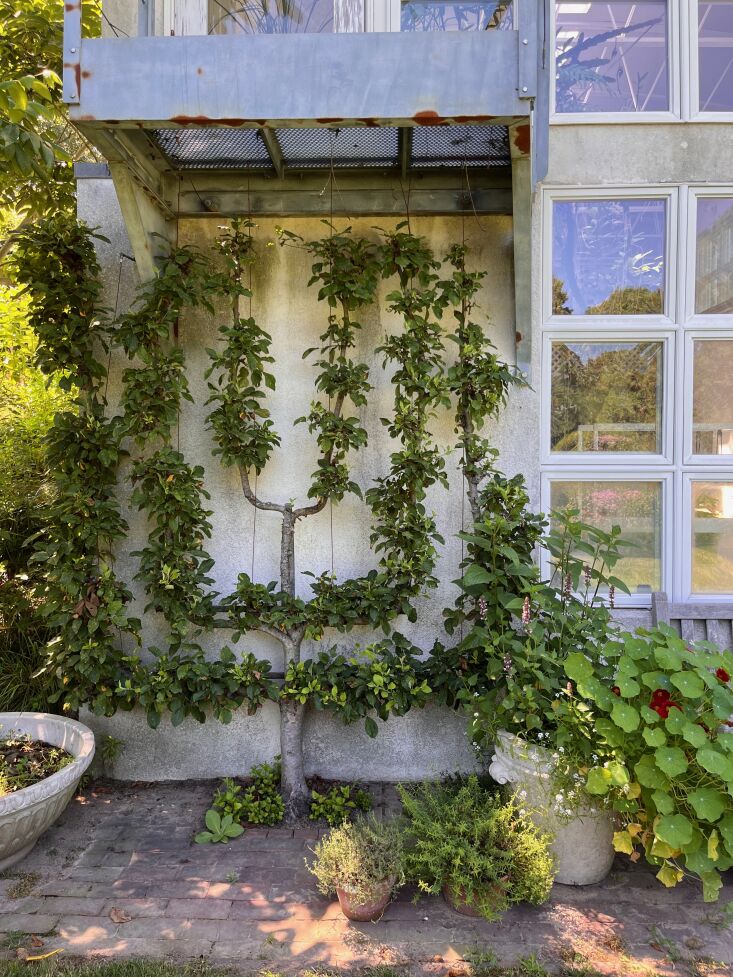 \2\20;I recently visited Bridge Gardens in Bridgehampton, New York and found their edible gardens super inspiring—including a four-quadrant herb garden featuring culinary, medicinal, ornamental, and textile/dye plants. This corner was fueling my longing for a pair of espaliered fruit trees.\2\2\1; \2\1\1; Laura Fenton