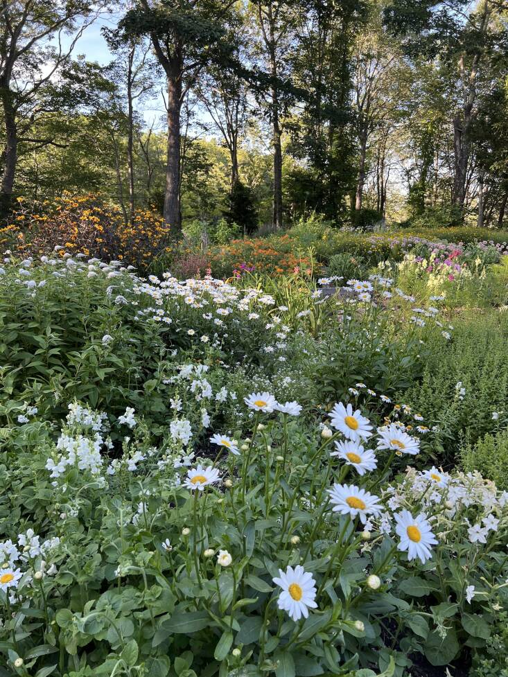 The white flowering collection, featuring iconic daisies, pops in the sunlight with the other color palettes behind. Photograph by Carly Glovinski.
