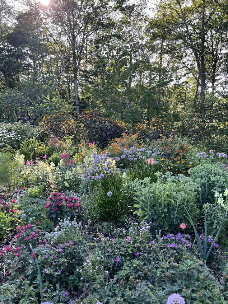 Ribbons of low-water perennials such as bee balm, sedums and alliums, casually weave through the space, attracting local pollinators but deterring nibbly deer. Photograph by Carly Glovinski.