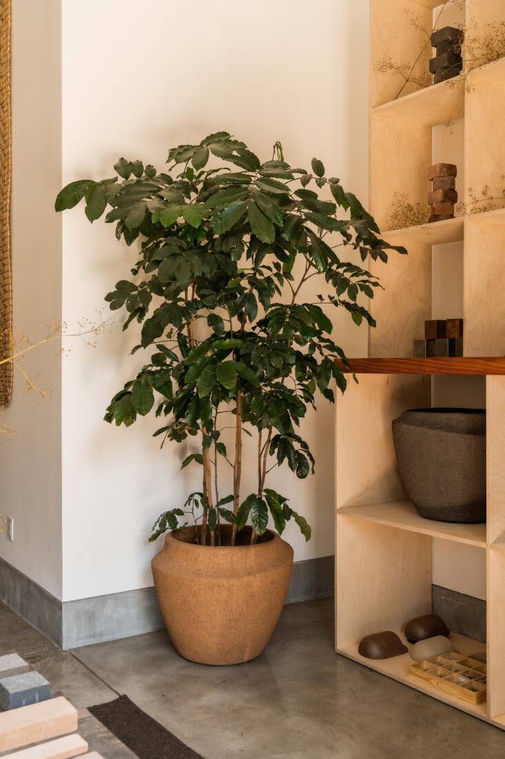 A Natal Mahogany sits in another corner in an Alluvium planter. The simple shelving is made from plywood and the floor is a honed concrete.