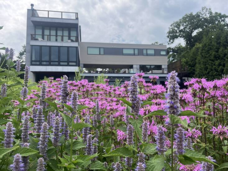 The Wildr app reveals that the agastache and wild bergamot in this Plan it Wild project would support \20 species of specialist bees, butterflies, and moths.