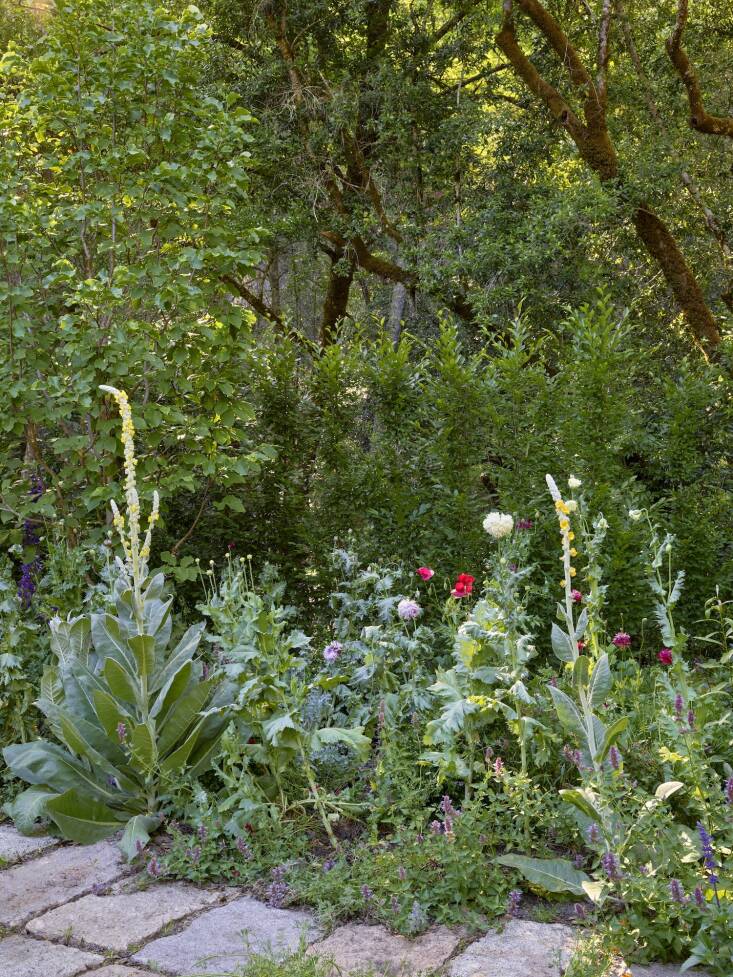 Surfacedesign, Inc. incorporated a variety of Verbascum into a project in Napa Valley, where its untamed character emerges through the crevices of the paving. Photograph by Marion Brenner. (See more of this garden in A Garden Grows in Quarantine: \2\16;Cultivated Wildness\2\17; in a Landscape Architect Couple\2\17;s Napa Home.