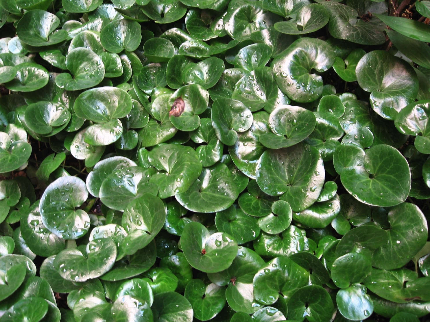 East Village Sun and Shade Gardens - Gardenista