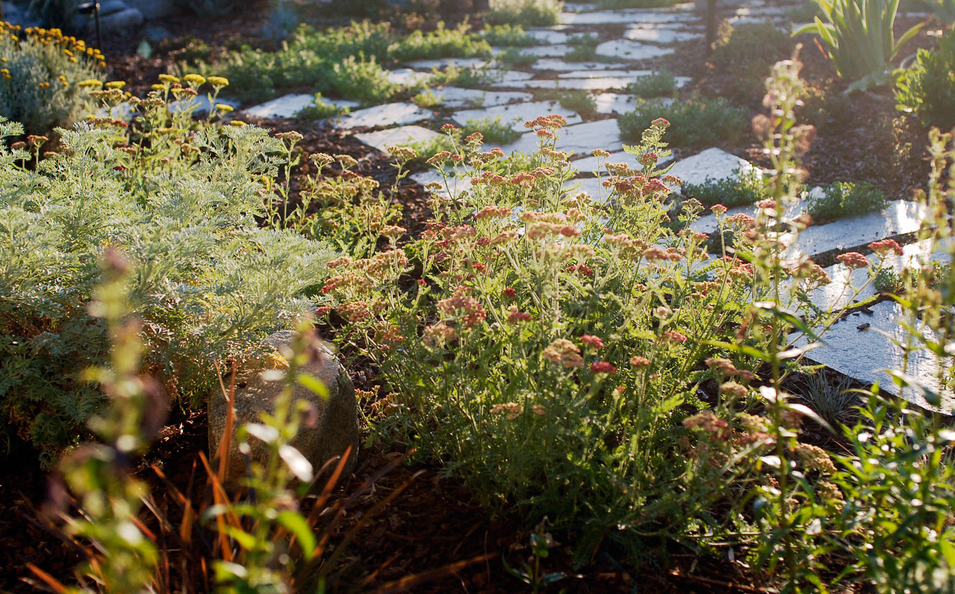 Lawnless Front Yard Garden - Gardenista