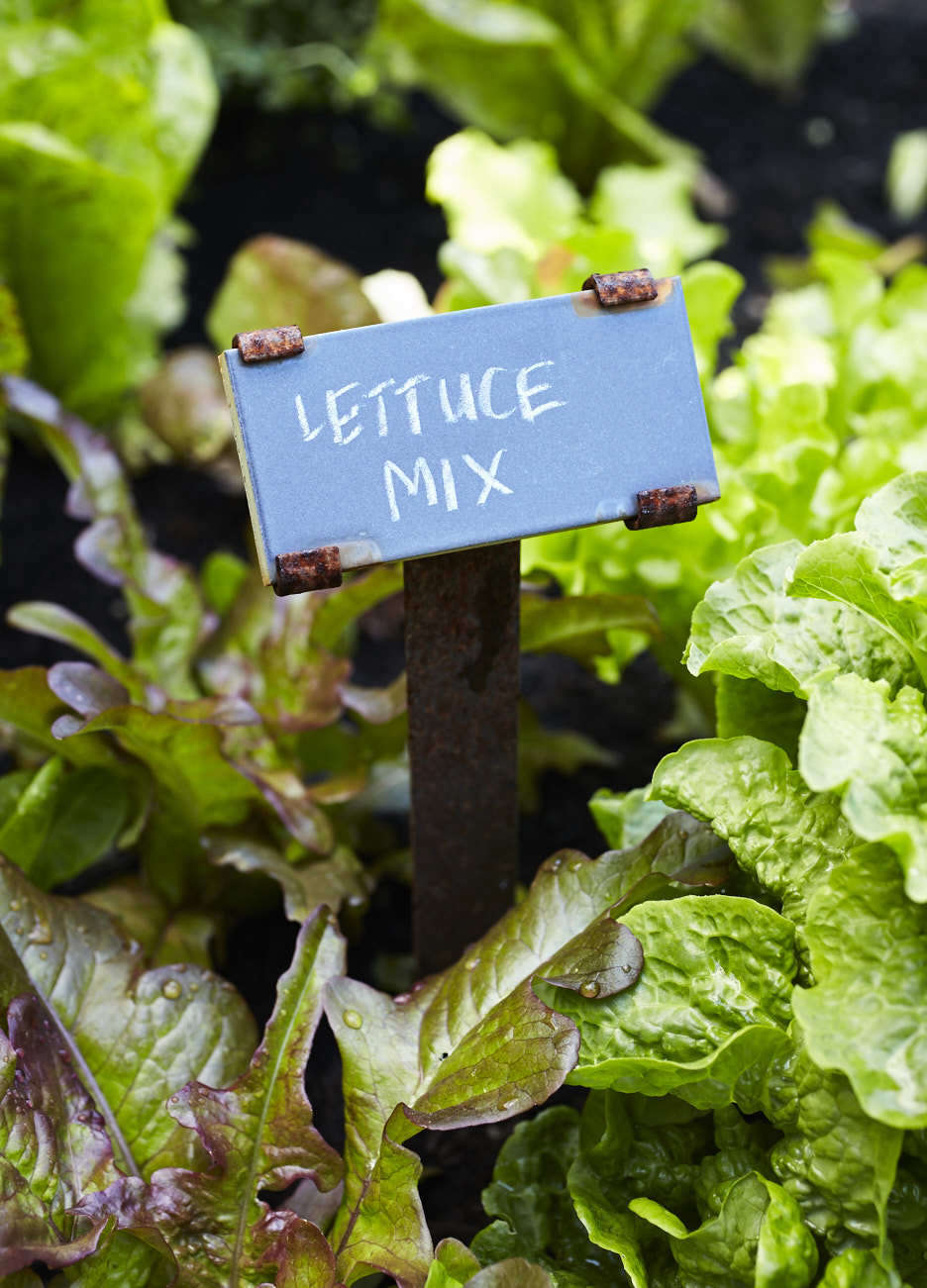 See more of this edible garden in Kitchen Garden Transformation: Converting a Tennis Court to an Organic Foodscape in our Considered Design Awards .
