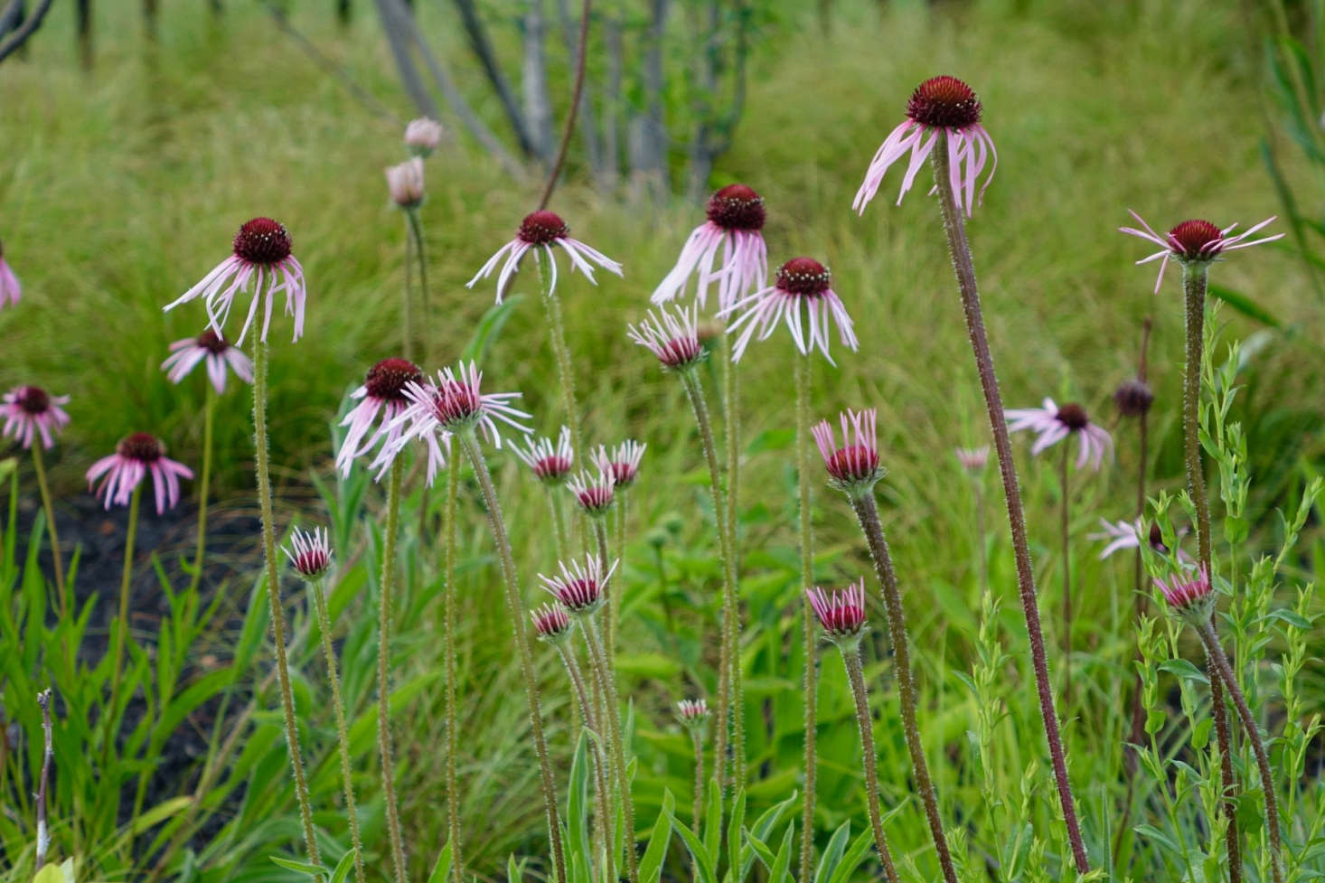 Echinacea pallida in a Maine seaside garden. Photograph courtesy of homas Lynch Design, from Gardening data-src=