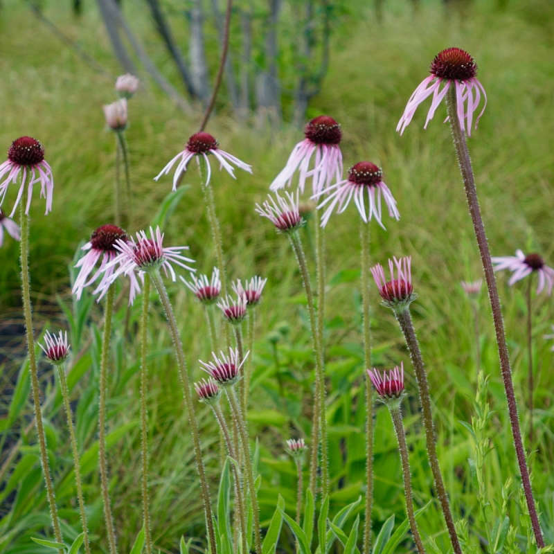 The Garden Decoder What Does It Mean to 'Naturalize' Bulbs? Gardenista