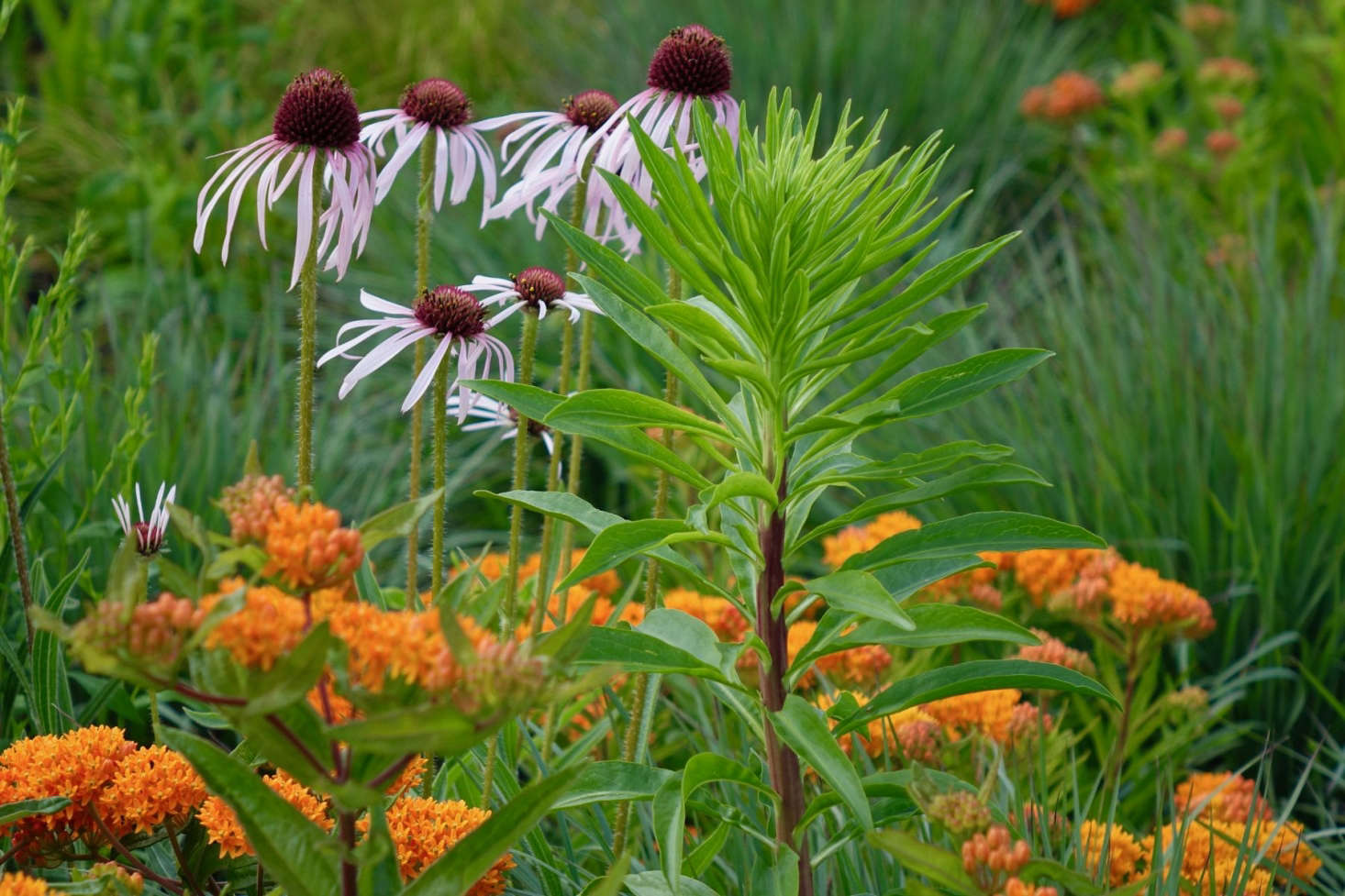 A perfect color palette: Asclepias tuberosa, Echinacea pallida, and Liatris scariosa mingle in a Maine meadow, attracting pollinators. See more of this garden in our Considered Design Awards. Photograph courtesy of Thomas Lynch Design.