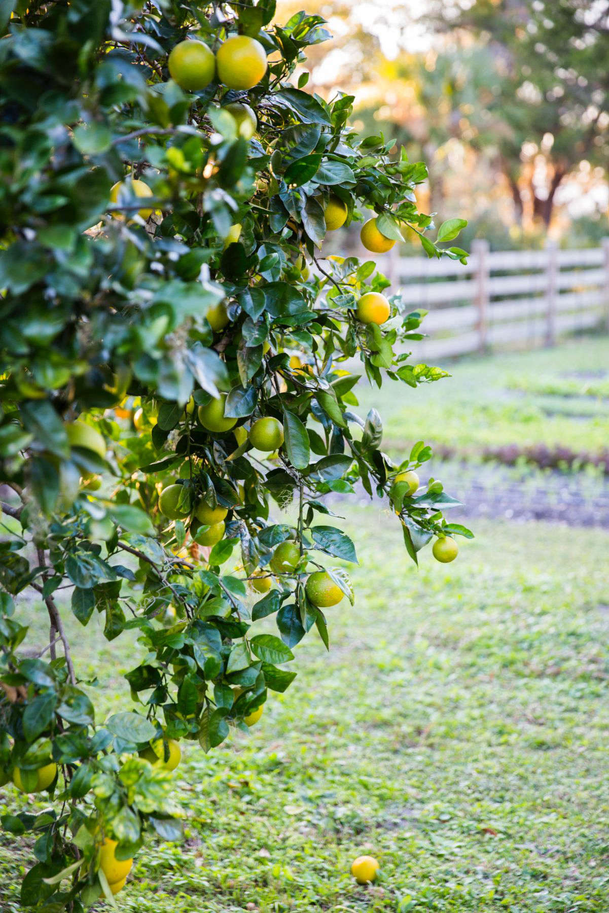 An established orange tree. Photograph by Gabe Hanway. See more of this Low Country Kitchen Garden in our Considered Design Awards.
